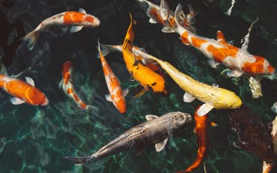 Jual Ikan Hias Koi Premium Free Ongkir Jawa Bali Tahun 2022